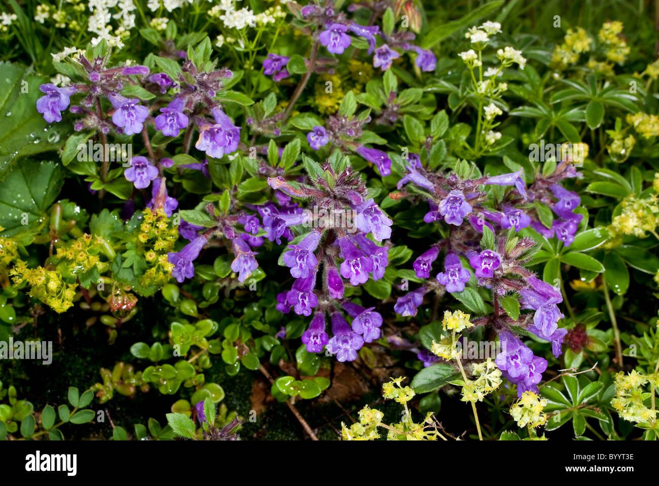 Rock Thyme (Acinos alpina, Calamintha alpina), flowering plant. Stock Photo