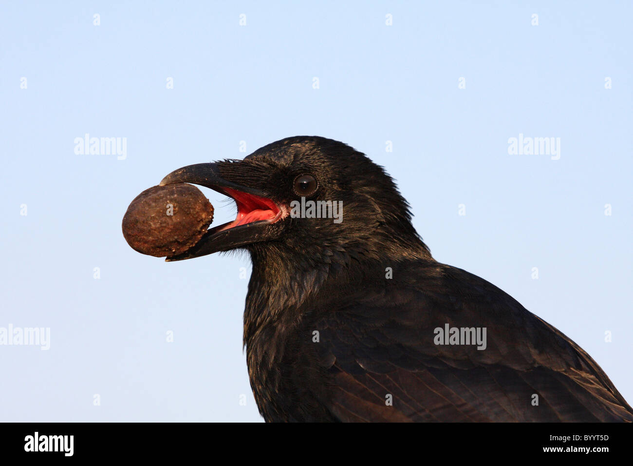 crow Stock Photo