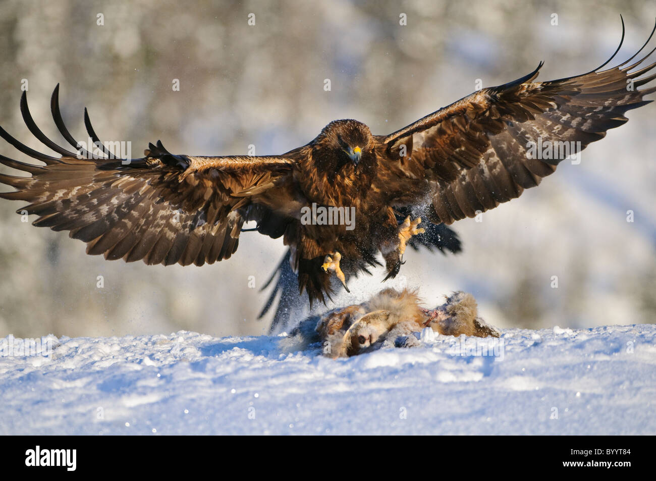 European golden eagle [Aquila chrysaetos] Stock Photo Alamy
