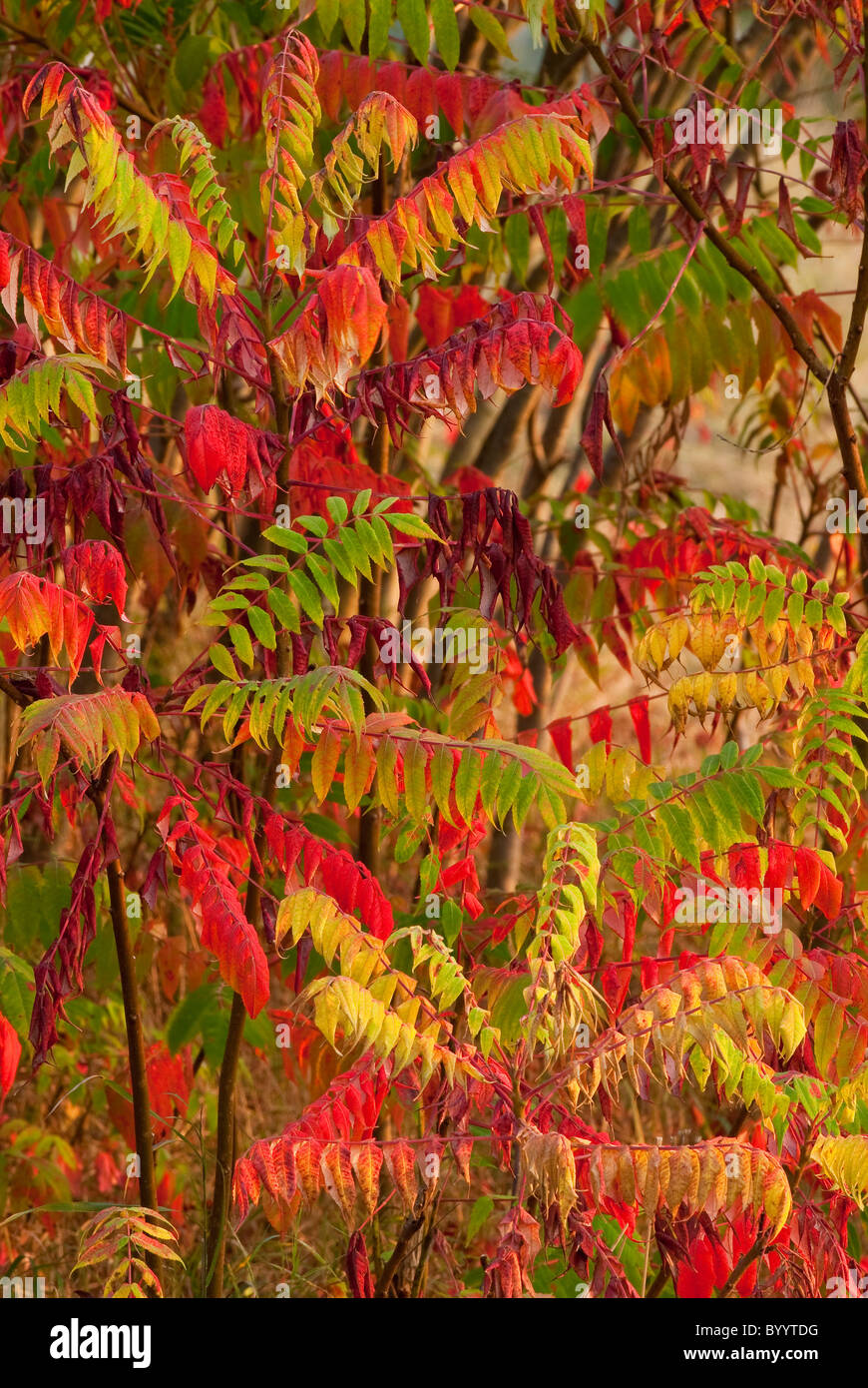Staghorn Sumac (Rhus hirta, Rhus typhina) in autumn colors. Stock Photo