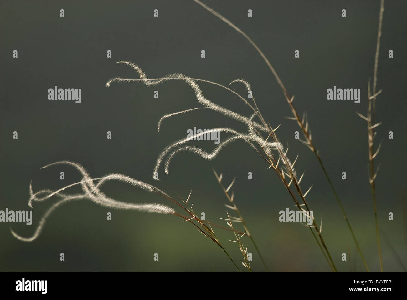 Feather Grass (Stipa pulcherrima subsp. bavarica), flowering spikes. Stock Photo