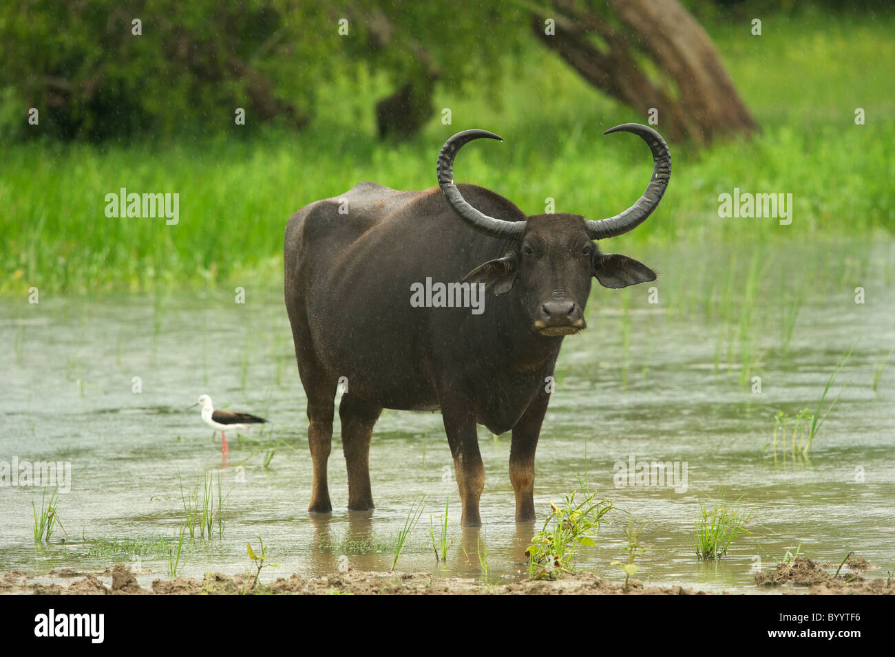 A wild buffalo in rain Yala National Park Sri Lanka Stock Photo