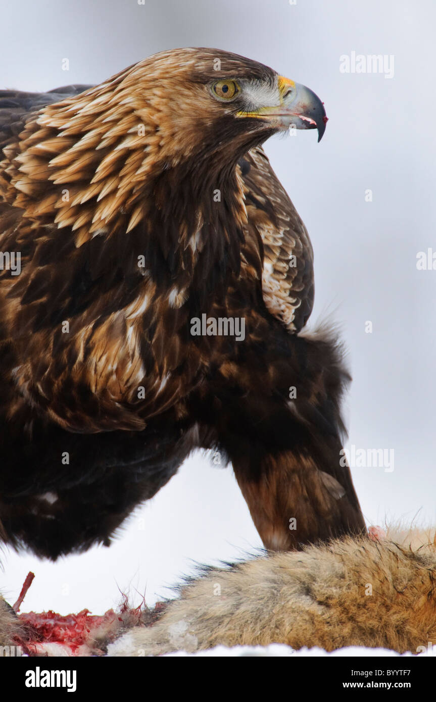European golden eagle [Aquila chrysaetos] Stock Photo Alamy
