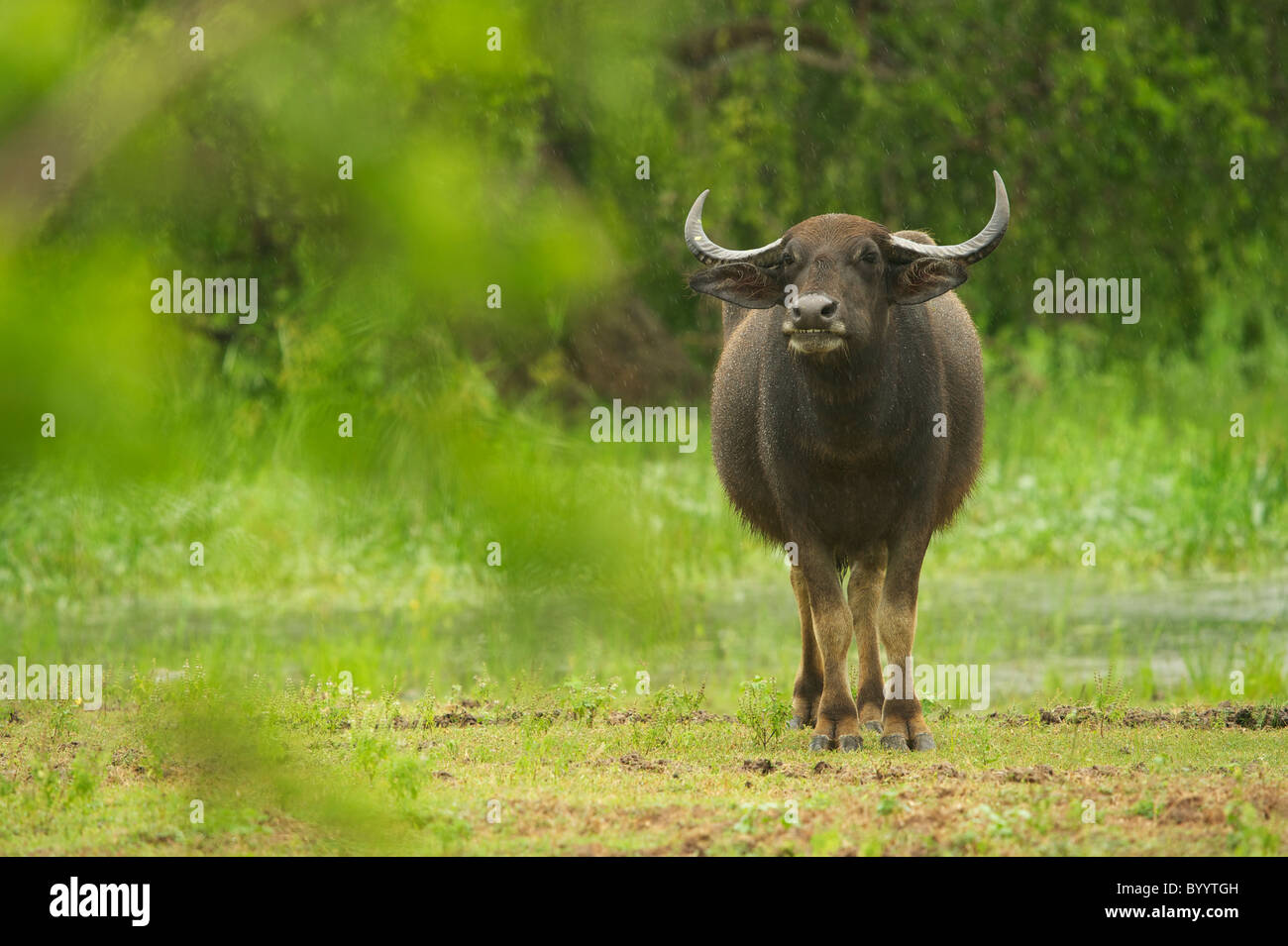 A wild buffalo in rain Yala National Park Sri Lanka Stock Photo