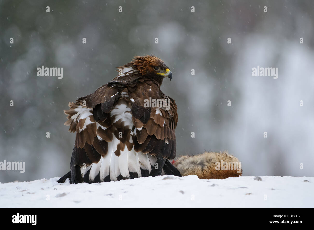 European golden eagle [Aquila chrysaetos] Stock Photo Alamy