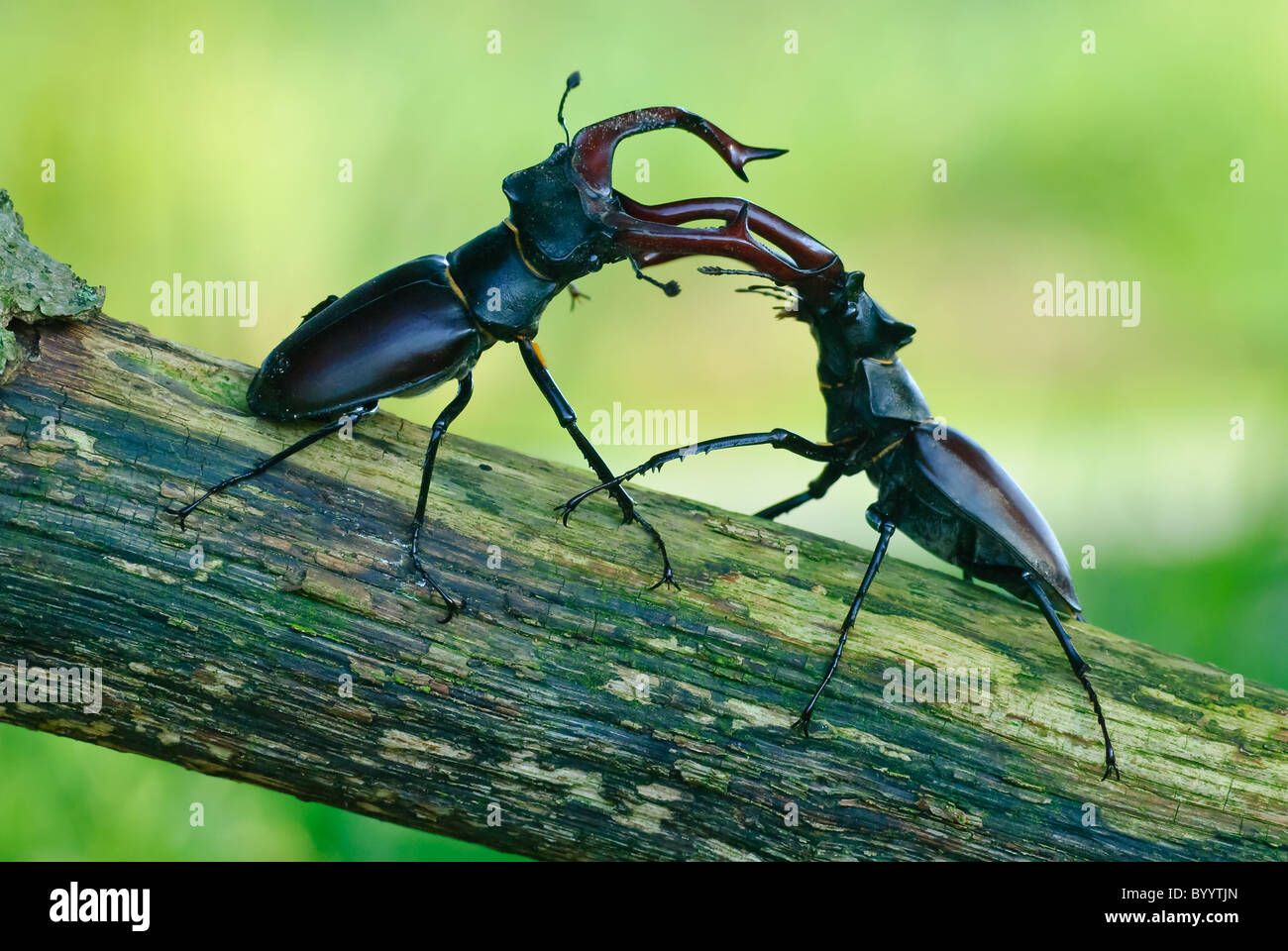 Fighting stag beetles [Lucanus cervus] a courtship ritual Stock Photo
