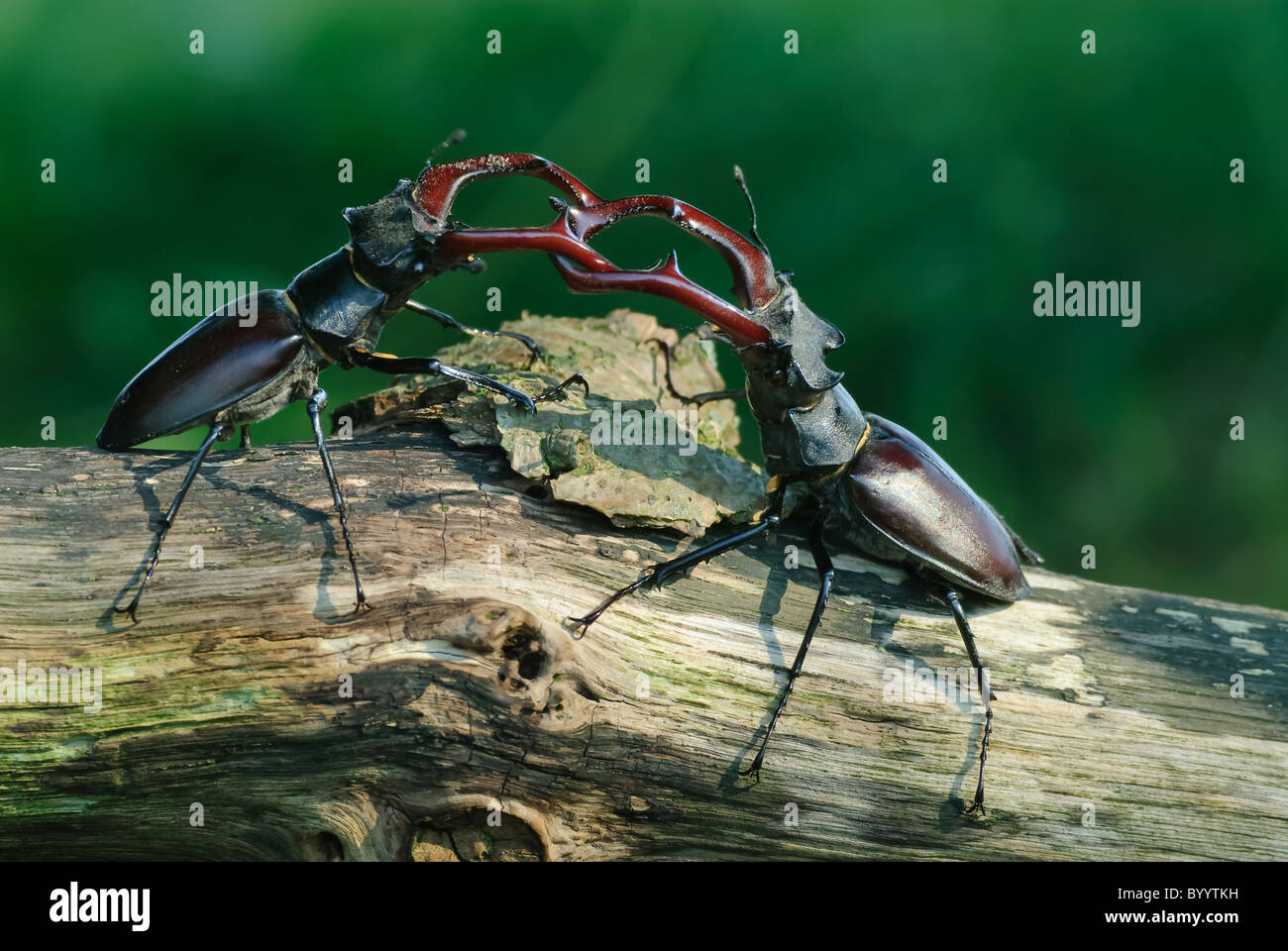 Fighting stag beetles [Lucanus cervus] a courtship ritual Stock Photo