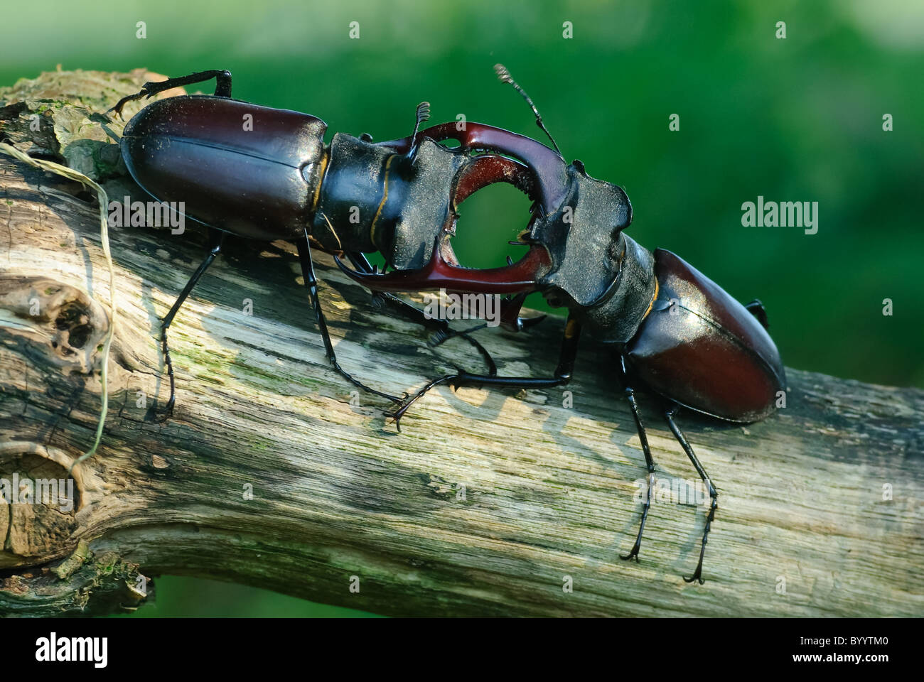 Fighting stag beetles [Lucanus cervus] a courtship ritual Stock Photo