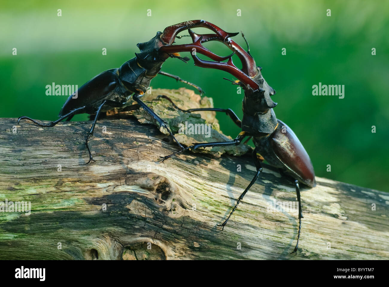 Fighting stag beetles [Lucanus cervus] a courtship ritual Stock Photo