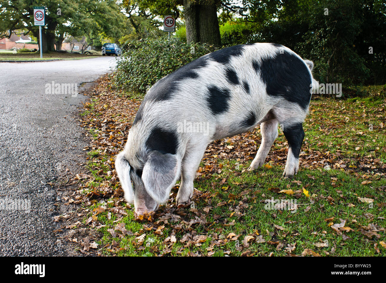 A black and white pig in The New Forest during pannage season. Pigs are put out on The Forest to forage for acorns.  Stock Photo