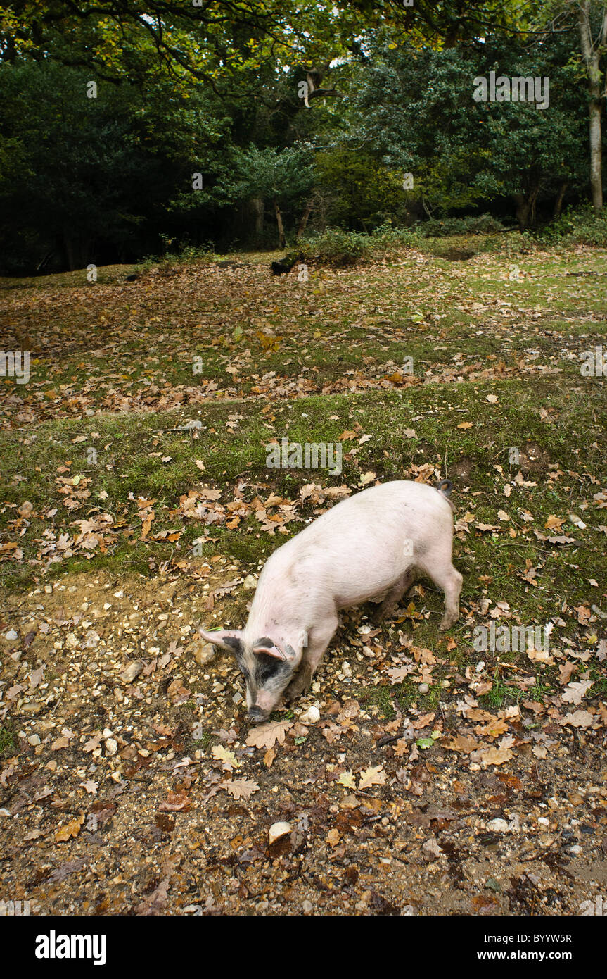 A pink pig in The New Forest during pannage season. Pigs are put out on The Forest to forage for acorns.  Stock Photo