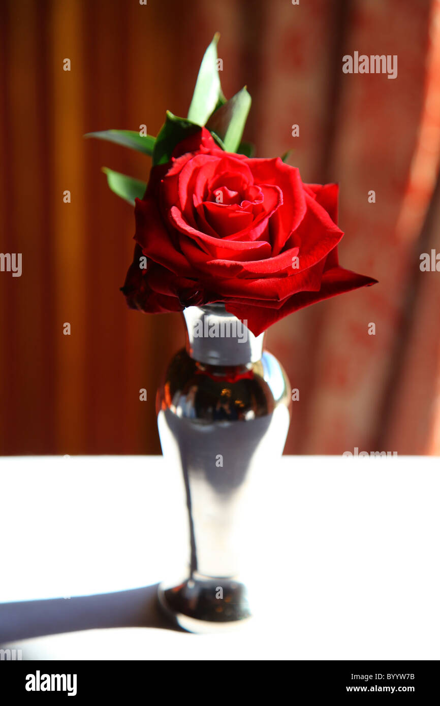 Sunlit rose in silver vase on table Stock Photo - Alamy