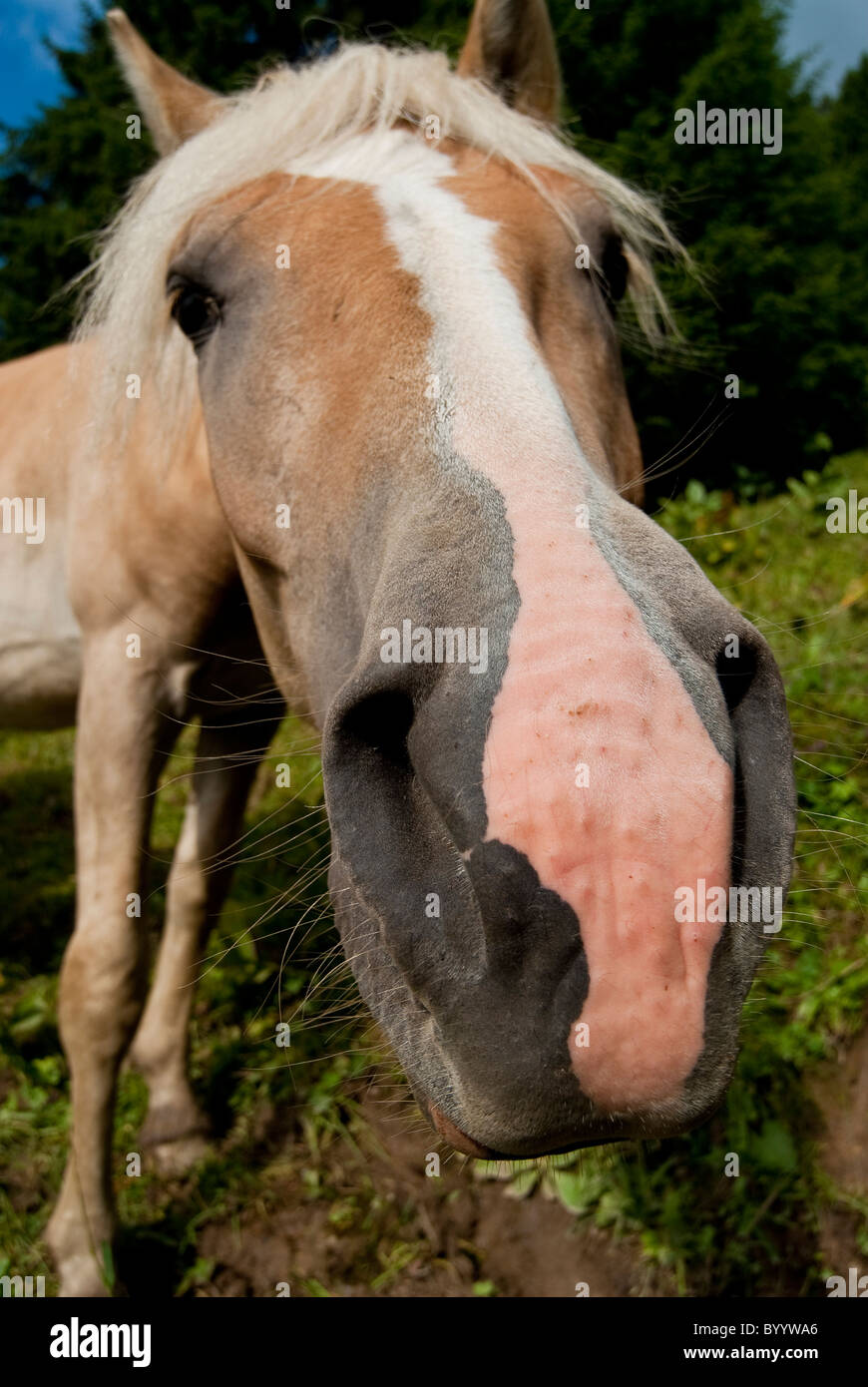 Horse Snout High Resolution Stock Photography and Images Alamy