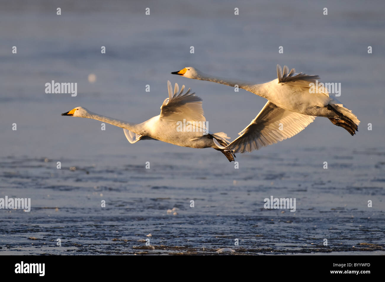 Singschwan (Cygnus cygnus) Rastvogel, Schwan, Singschwan, Tier, Voegel, Vogel, Whooper Swan, Winter, Zugvogel Stock Photo