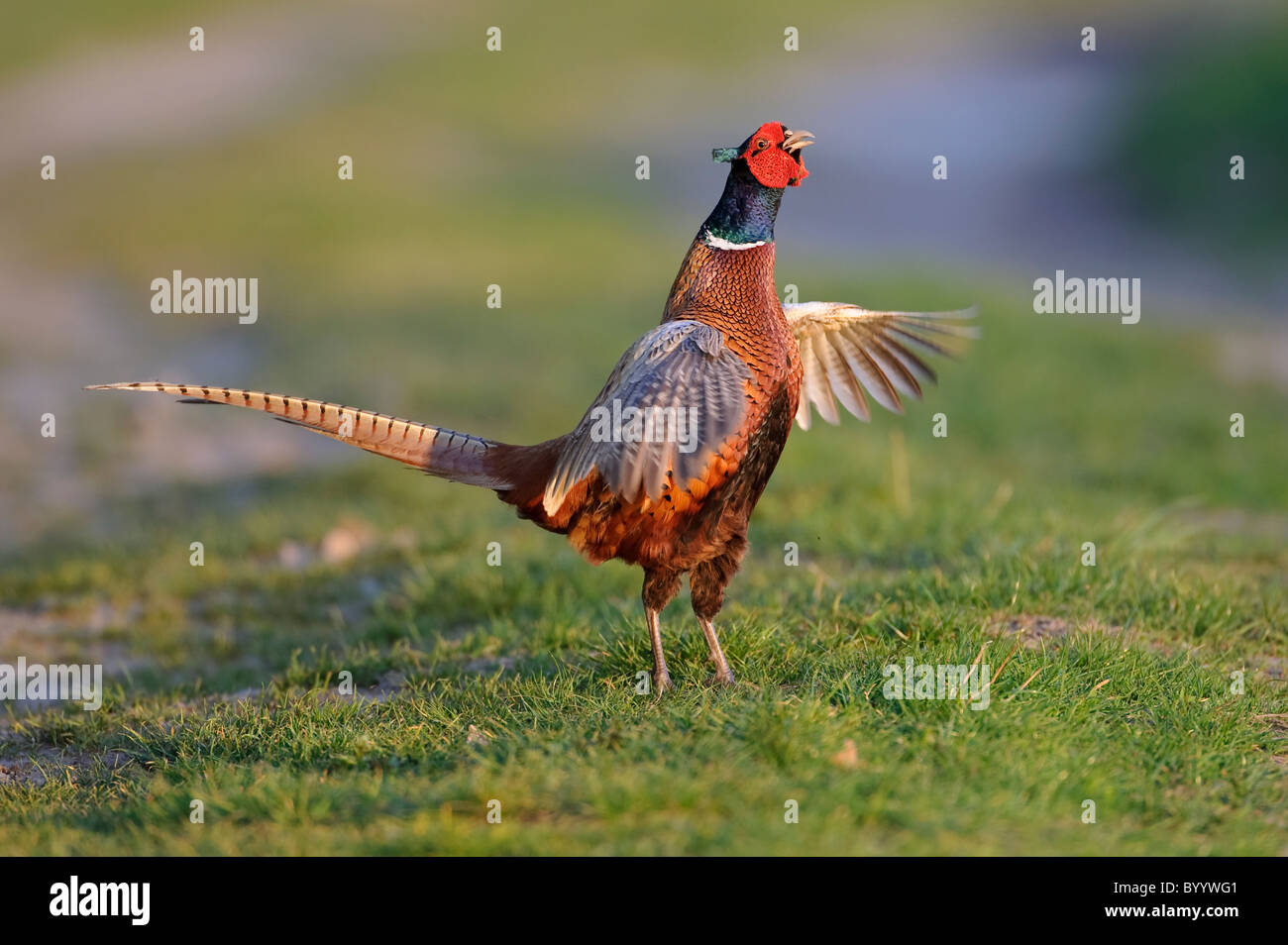 Fasan, Balz, Phasianus colchicus, Common Pheasant Stock Photo