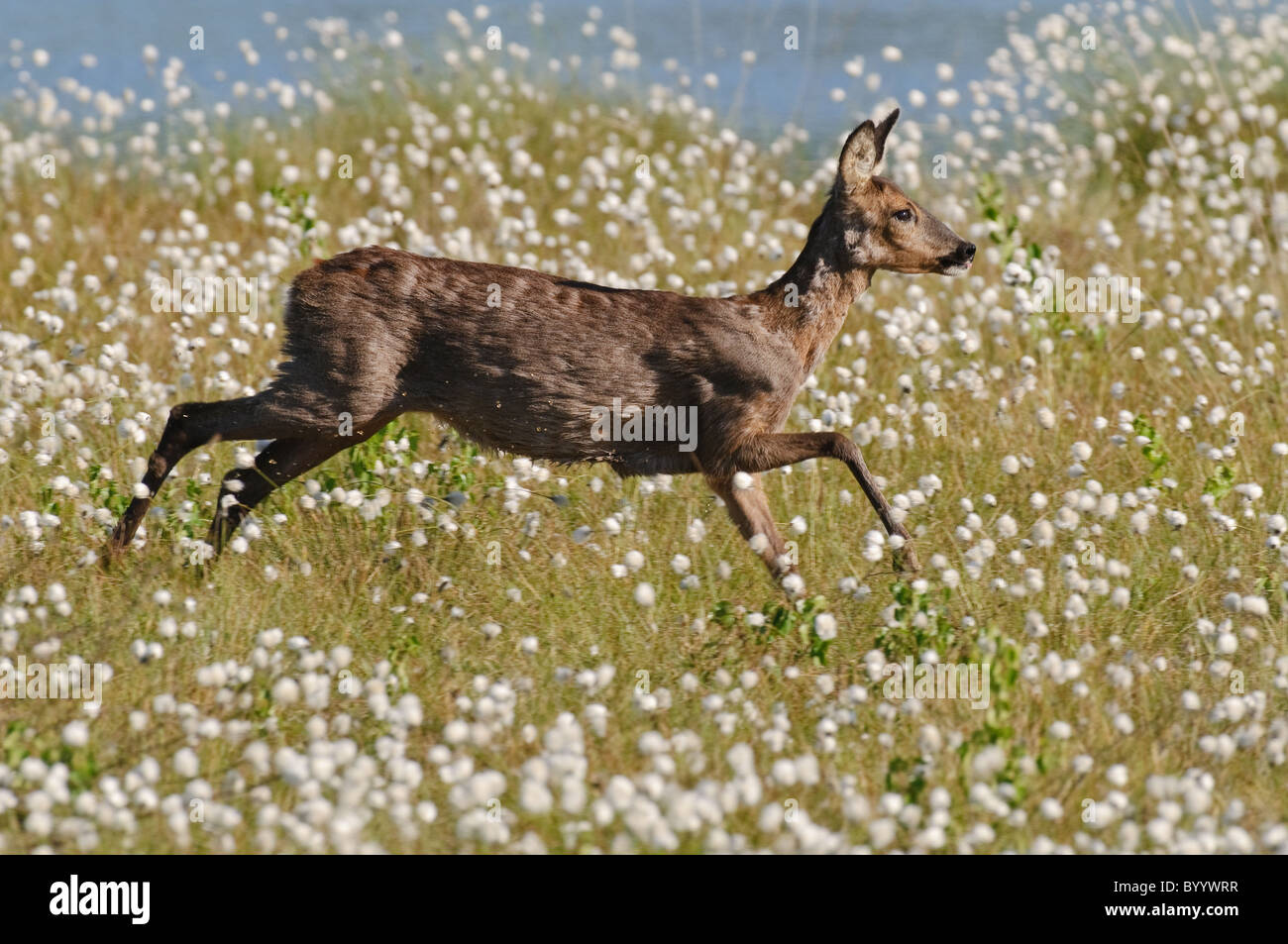 Fluechtig High Resolution Stock Photography and Images - Alamy