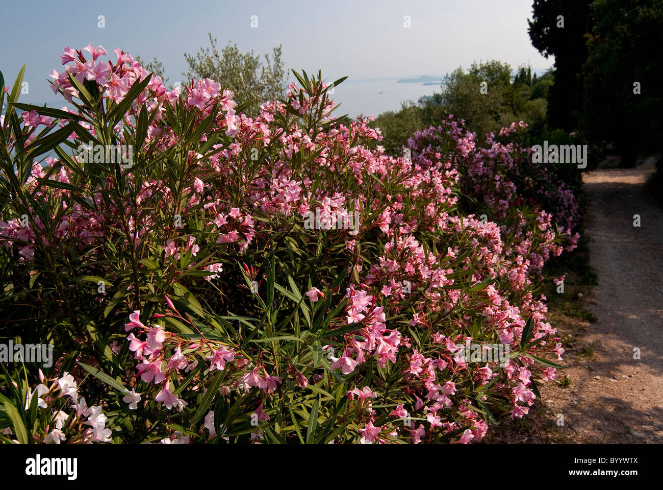 Oleander (Nerium oleander), flowering hedge. Stock Photo