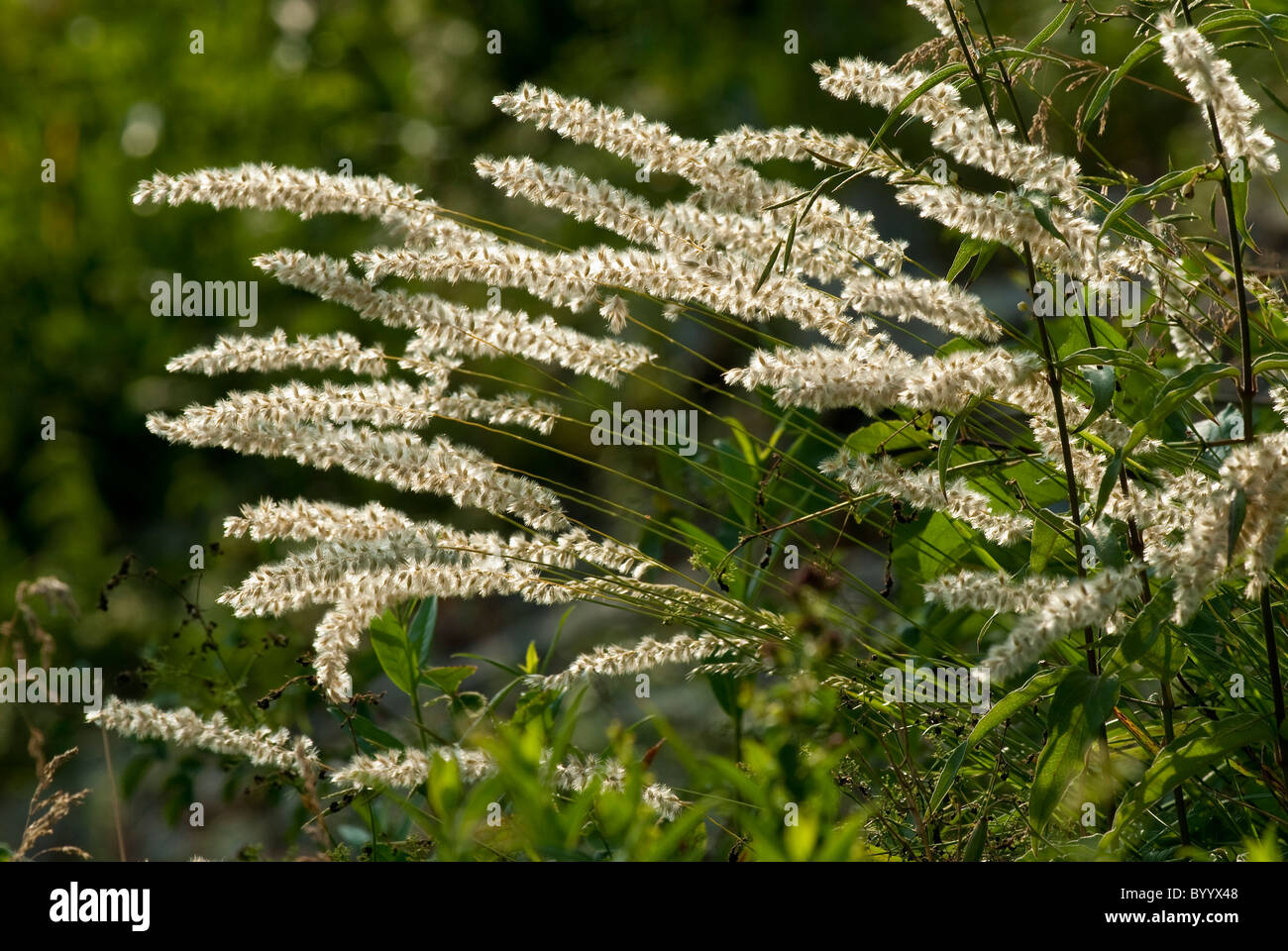 Hairy Melic, Silky Spike Melic (Melica ciliata), flowering. Stock Photo