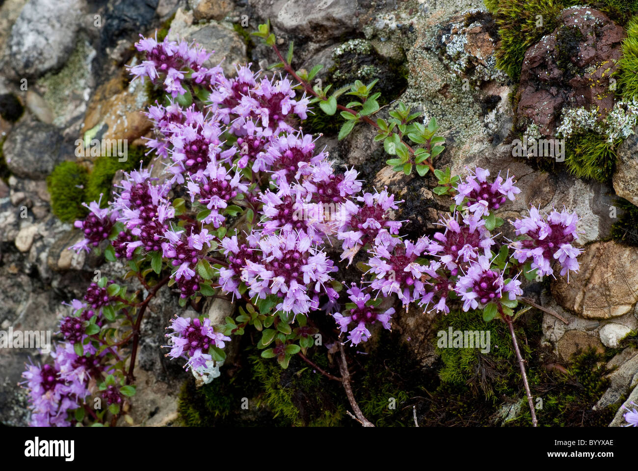 Wild Thyme (Thymus serpyllum), flowering. Stock Photo