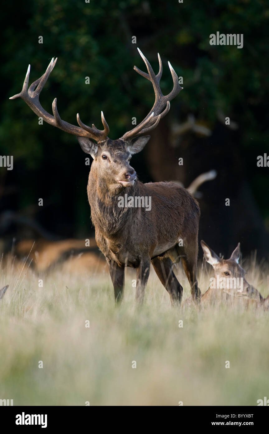 European red deer [Cervus elaphus] at rutting season, germany, europe Stock Photo