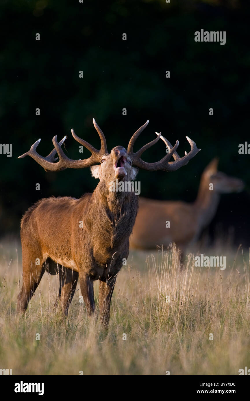 European red deer [Cervus elaphus] at rutting season, germany, europe Stock Photo