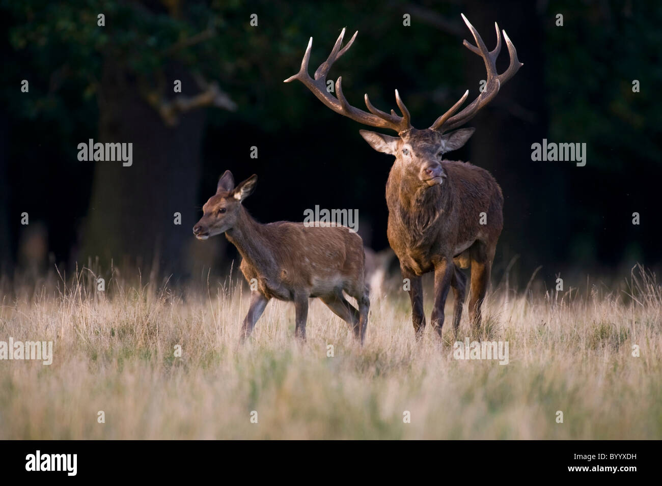 European red deer [Cervus elaphus] at rutting season, germany, europe Stock Photo