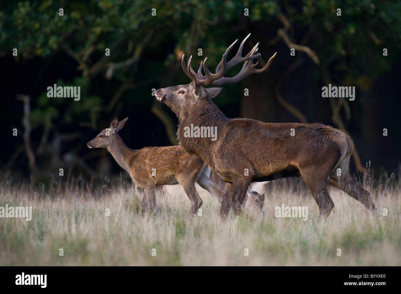 European red deer [Cervus elaphus] at rutting season, germany, europe Stock Photo