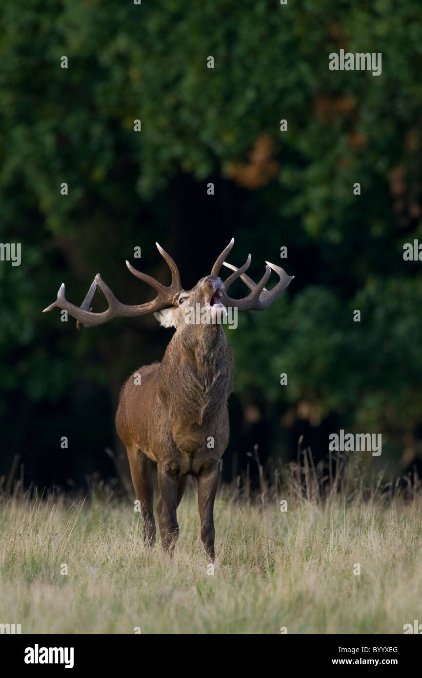 European red deer [Cervus elaphus] at rutting season, germany, europe Stock Photo