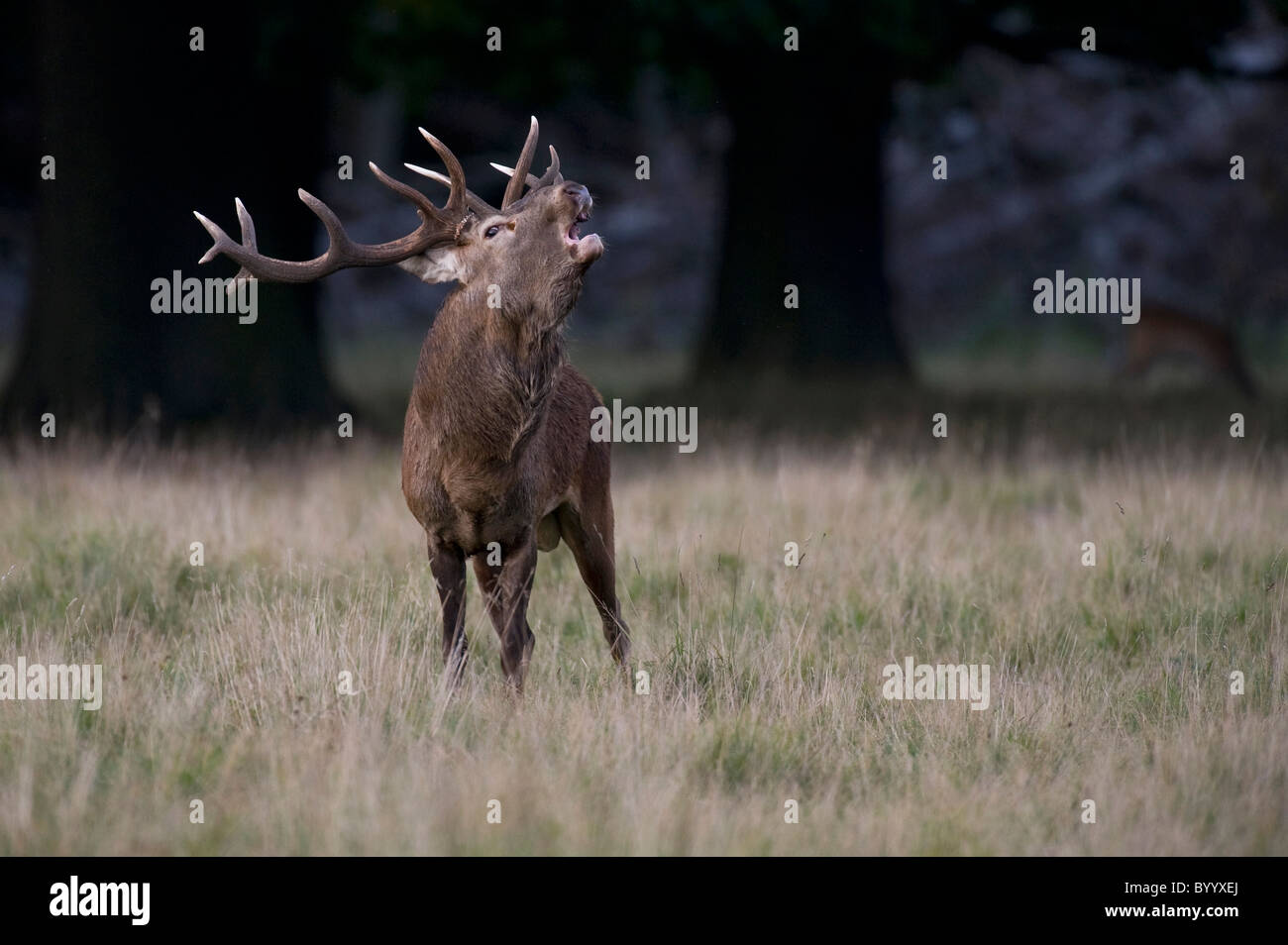 European red deer [Cervus elaphus] at rutting season, germany, europe Stock Photo