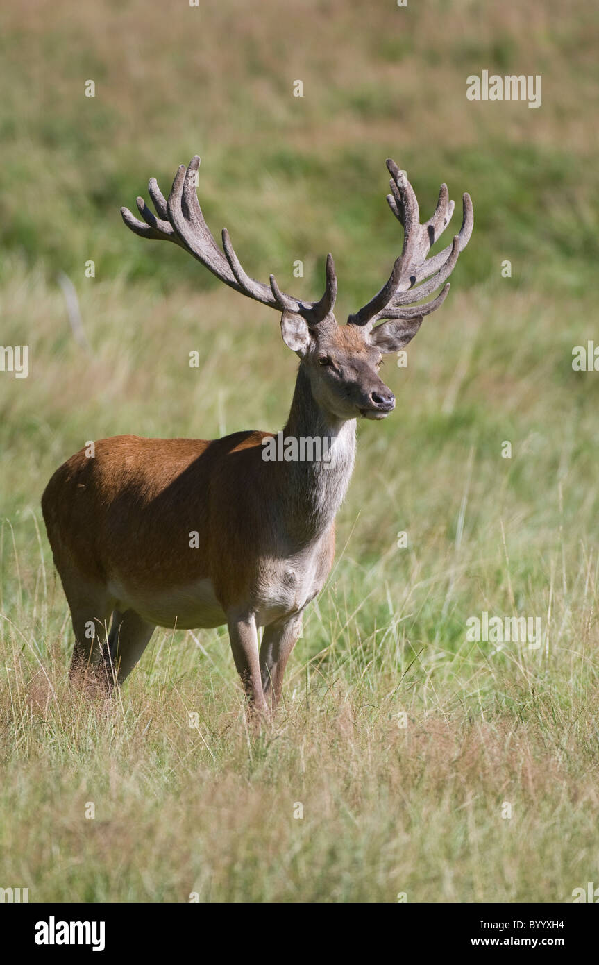 European red deer [Cervus elaphus] at rutting season, germany, europe Stock Photo