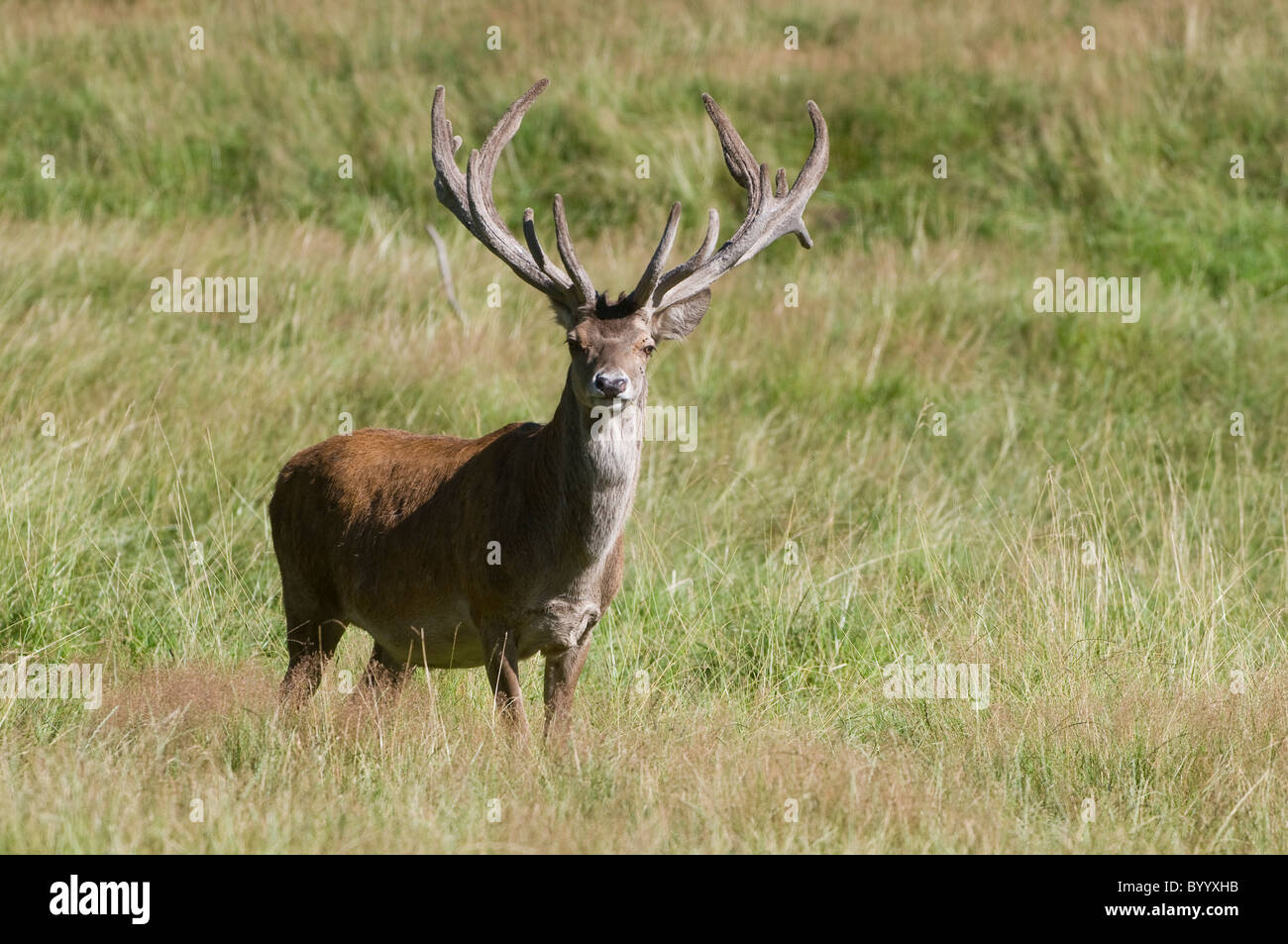 European red deer [Cervus elaphus] at rutting season, germany, europe Stock Photo