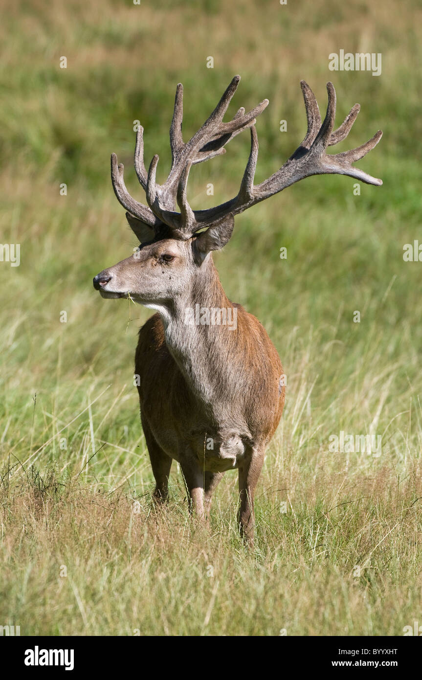 European red deer [Cervus elaphus] at rutting season, germany, europe Stock Photo