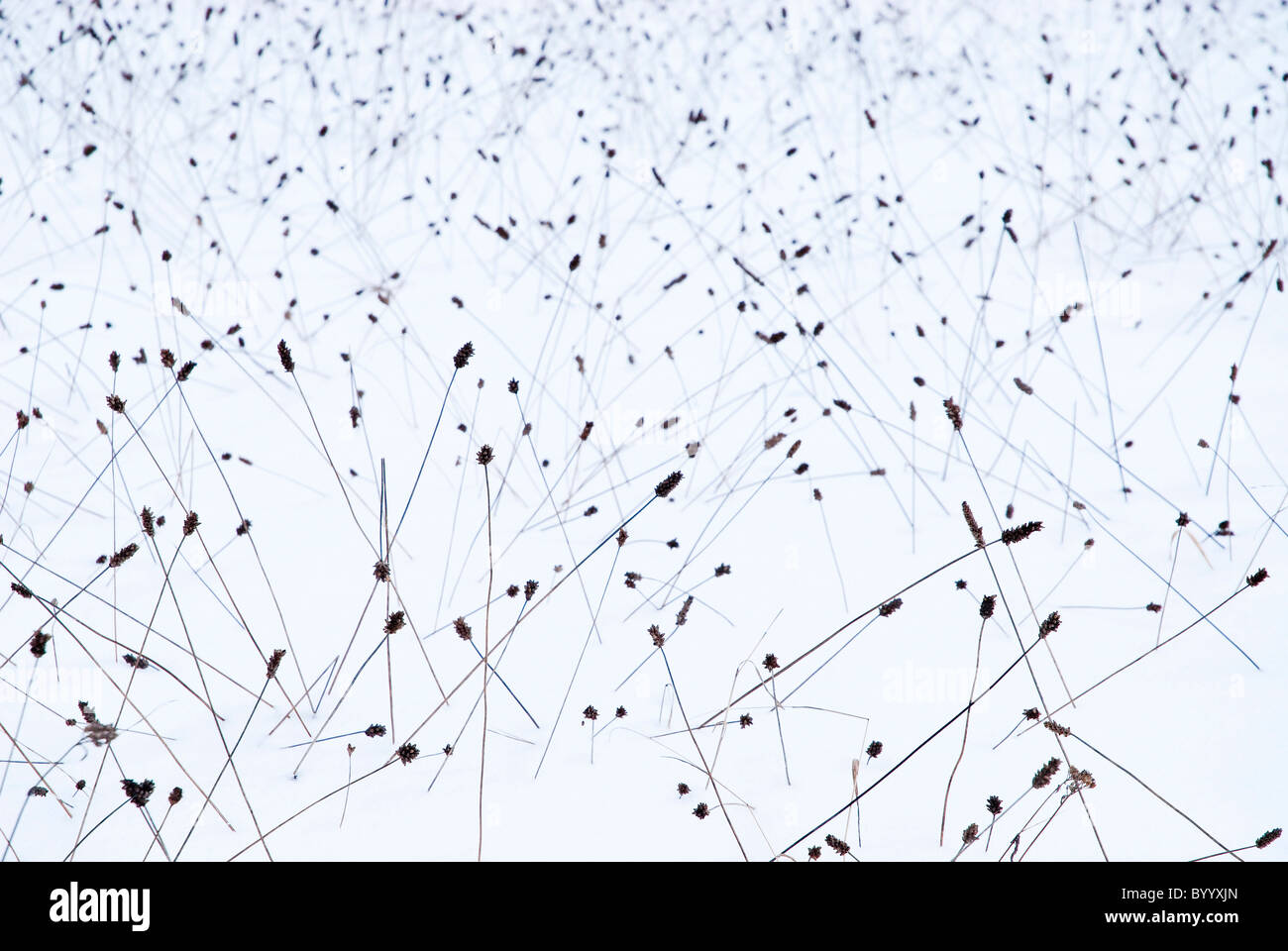 English Plantain, Ribwort Plantain (Plantago lanceolata), dry flowering spikes in snow. Stock Photo
