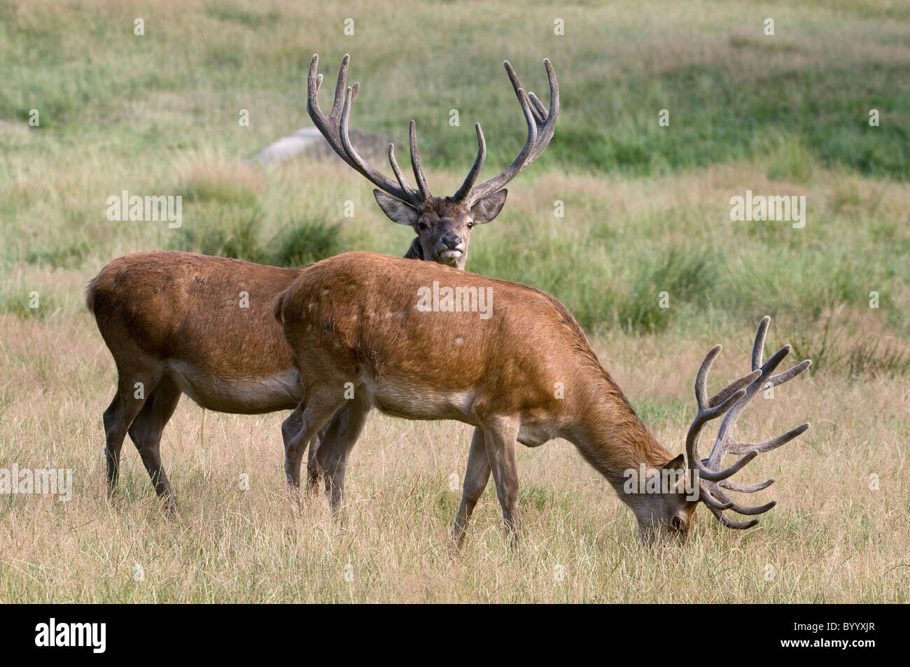 European red deer [Cervus elaphus] at rutting season, germany, europe Stock Photo