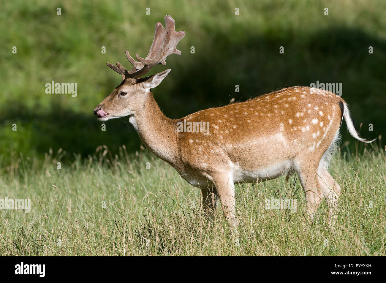 fallow deer Cervus dama dama Damhirsch europe Stock Photo