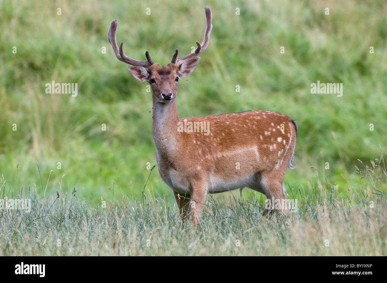 fallow deer Cervus dama dama Damhirsch europe Stock Photo