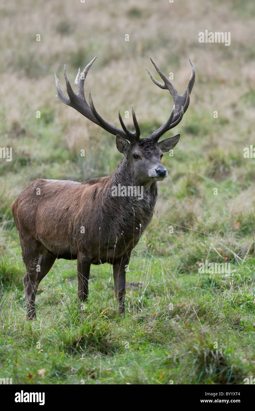 European red deer [Cervus elaphus] at rutting season, germany, europe Stock Photo