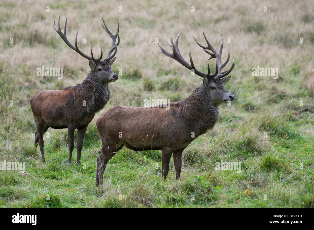 European red deer [Cervus elaphus] at rutting season, germany, europe Stock Photo