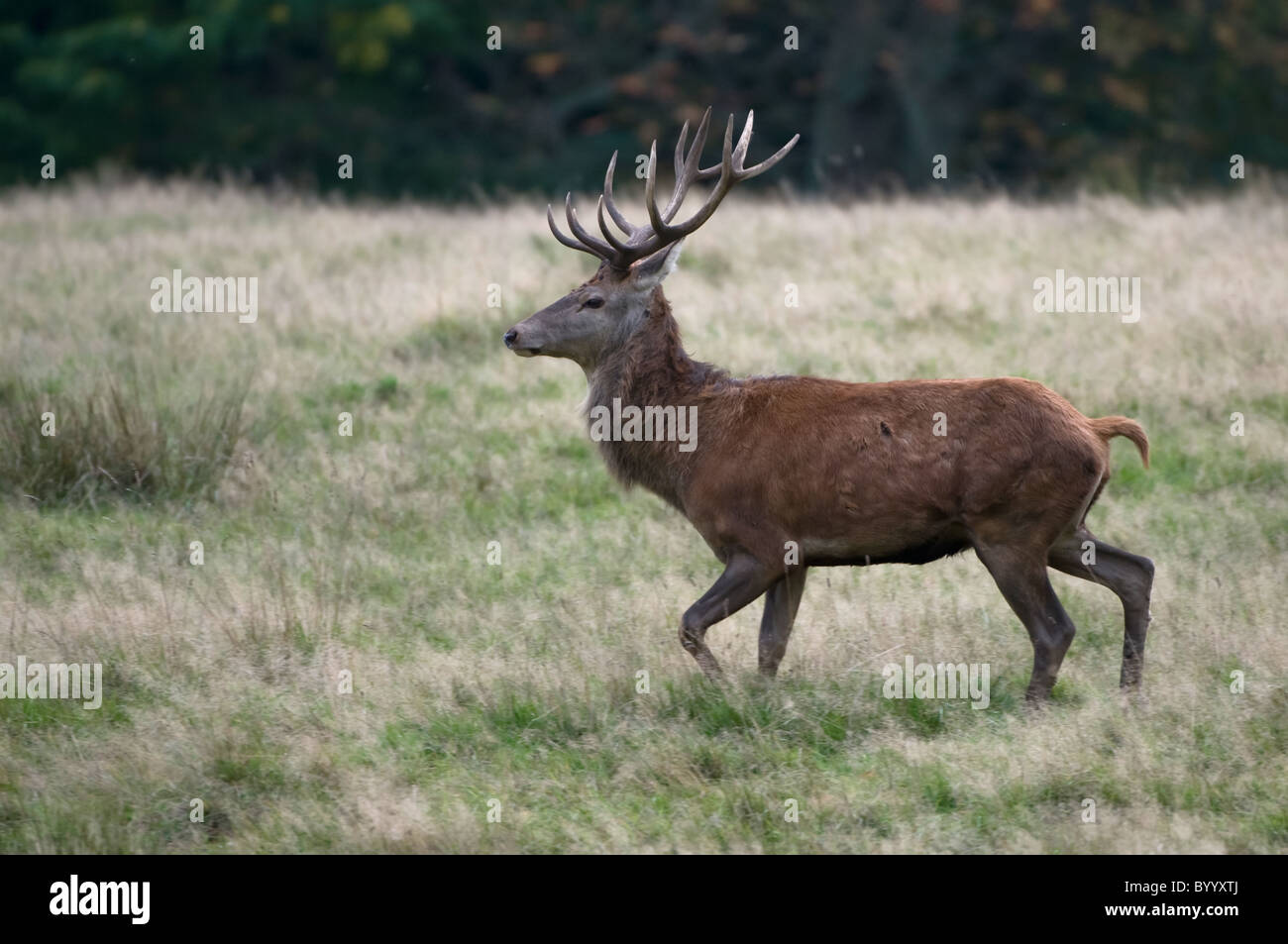 European red deer [Cervus elaphus] at rutting season, germany, europe Stock Photo