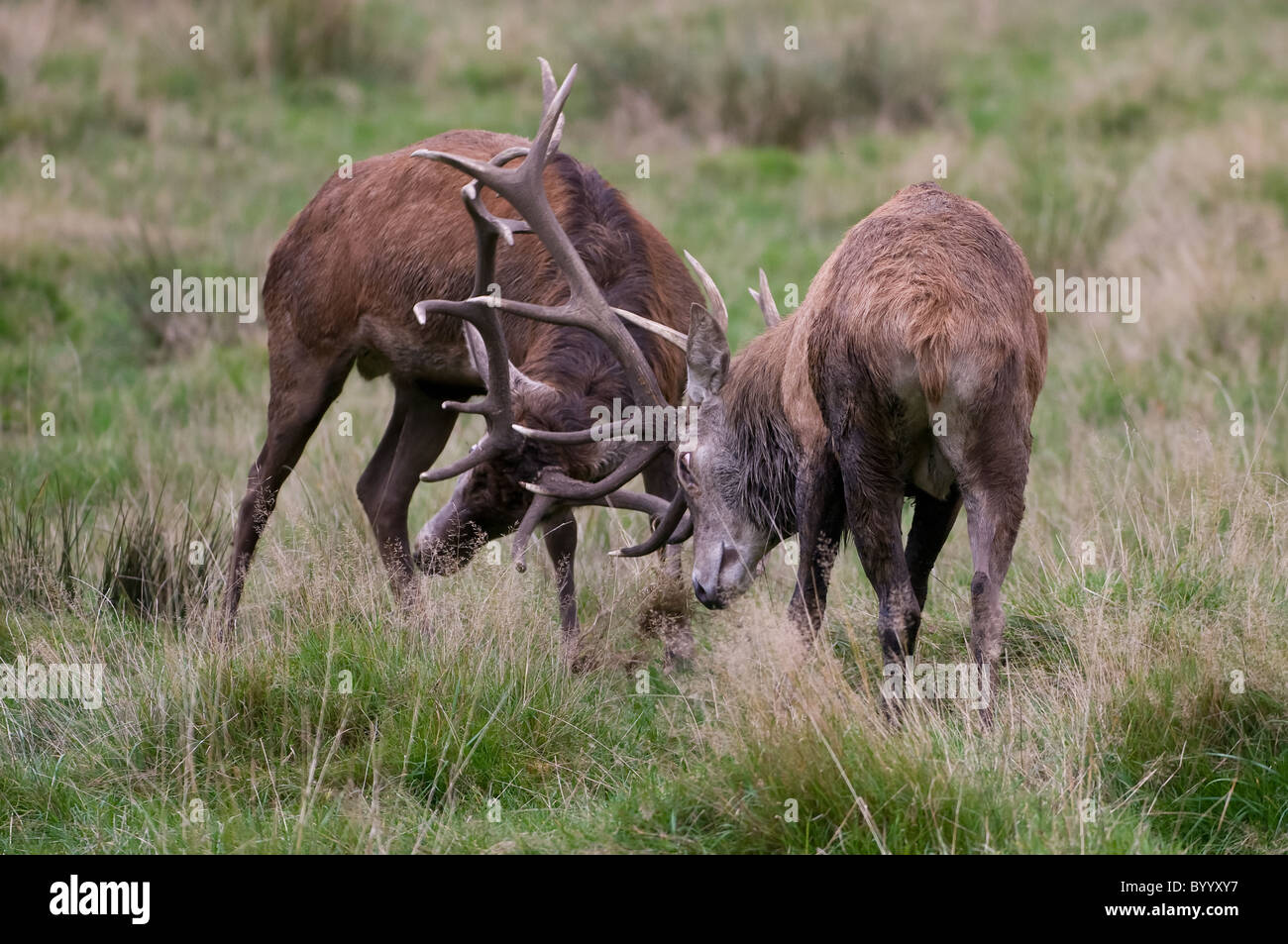 European red deer [Cervus elaphus] at rutting season, germany, europe Stock Photo