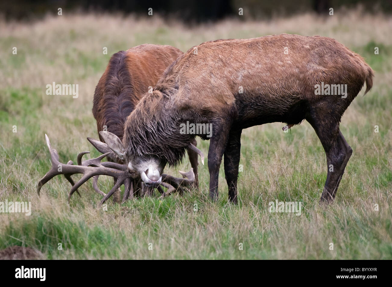 European red deer [Cervus elaphus] at rutting season, germany, europe Stock Photo