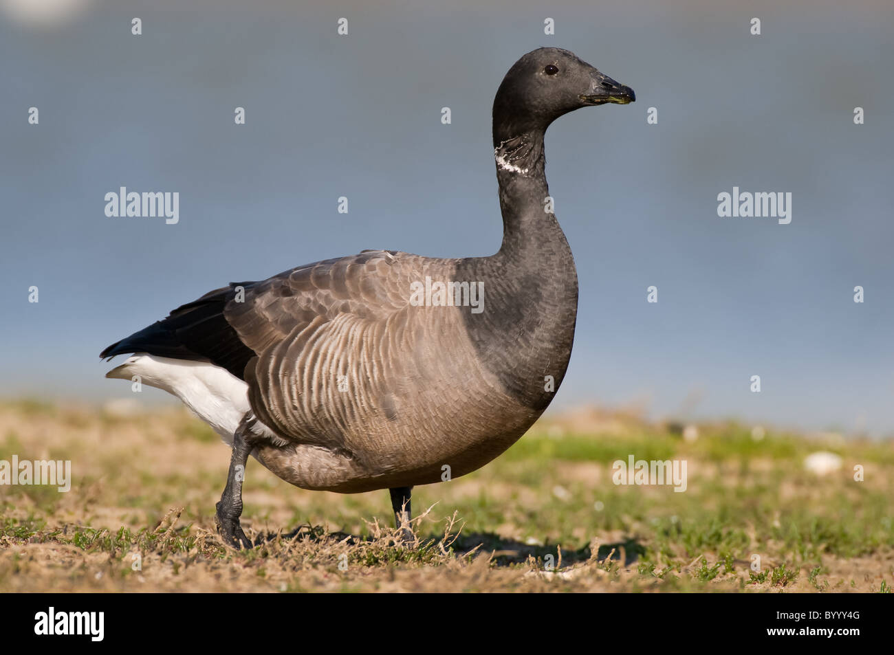 brent brant goose Ringelgans Branta bernicla Stock Photo