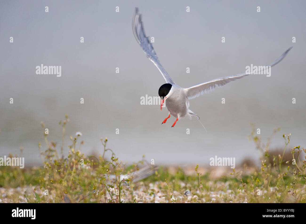 common tern Sterna hirundo Fluss-Seeschwalbe Stock Photo