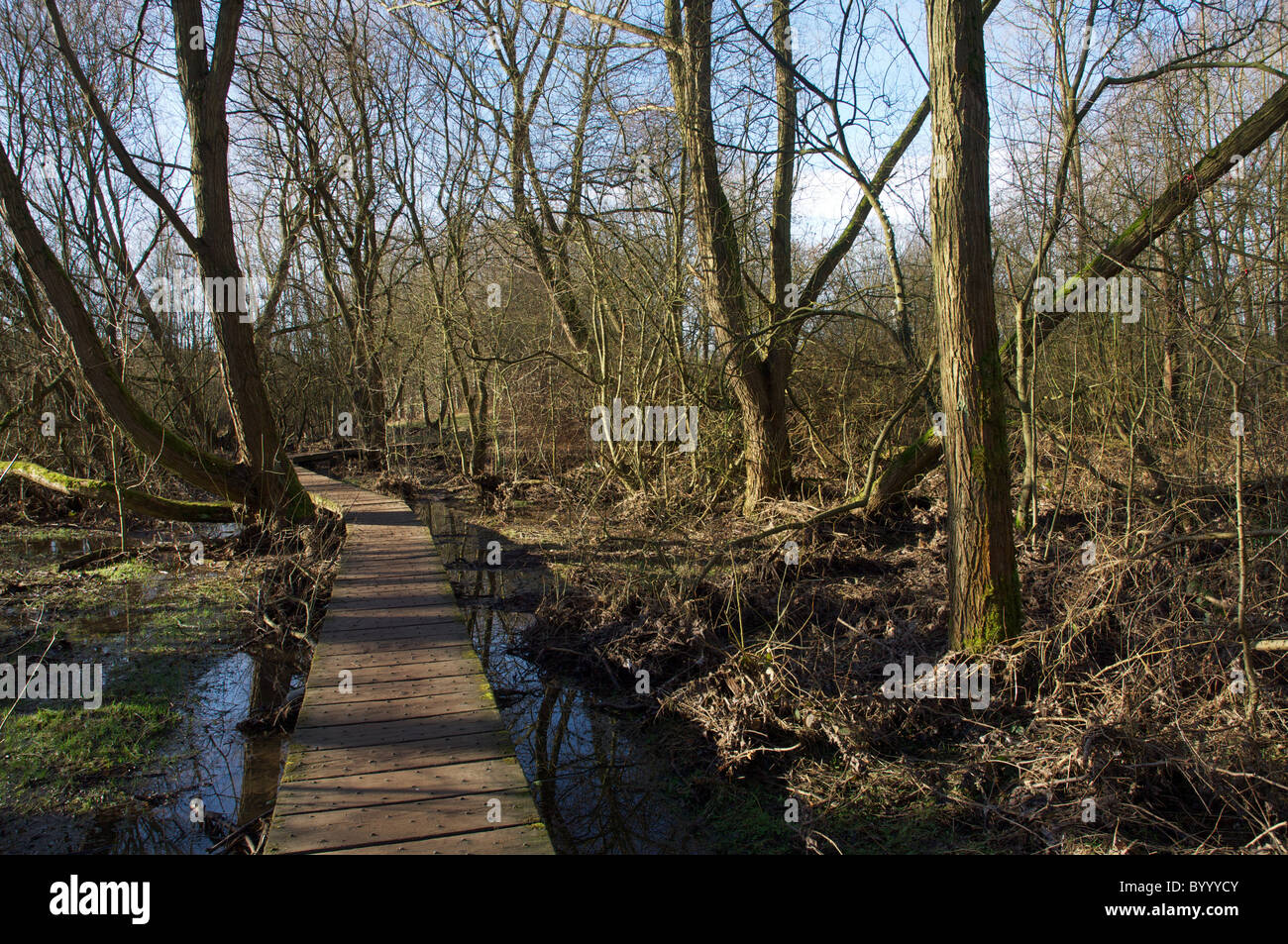 wooden footpath through stenner woods in didsbury, south manchester Stock Photo