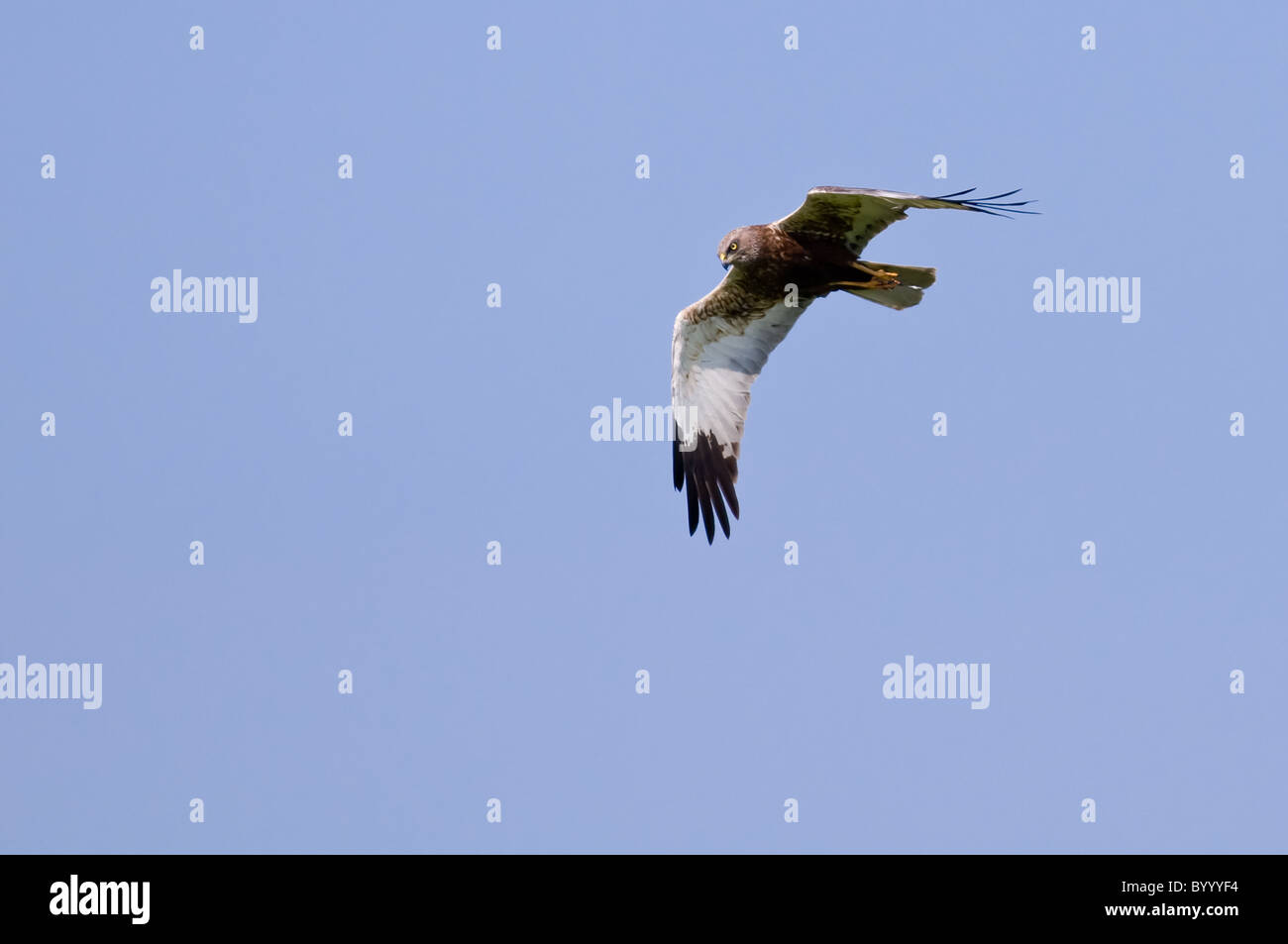 northern hen harrier, marsh harrier europe Stock Photo Alamy