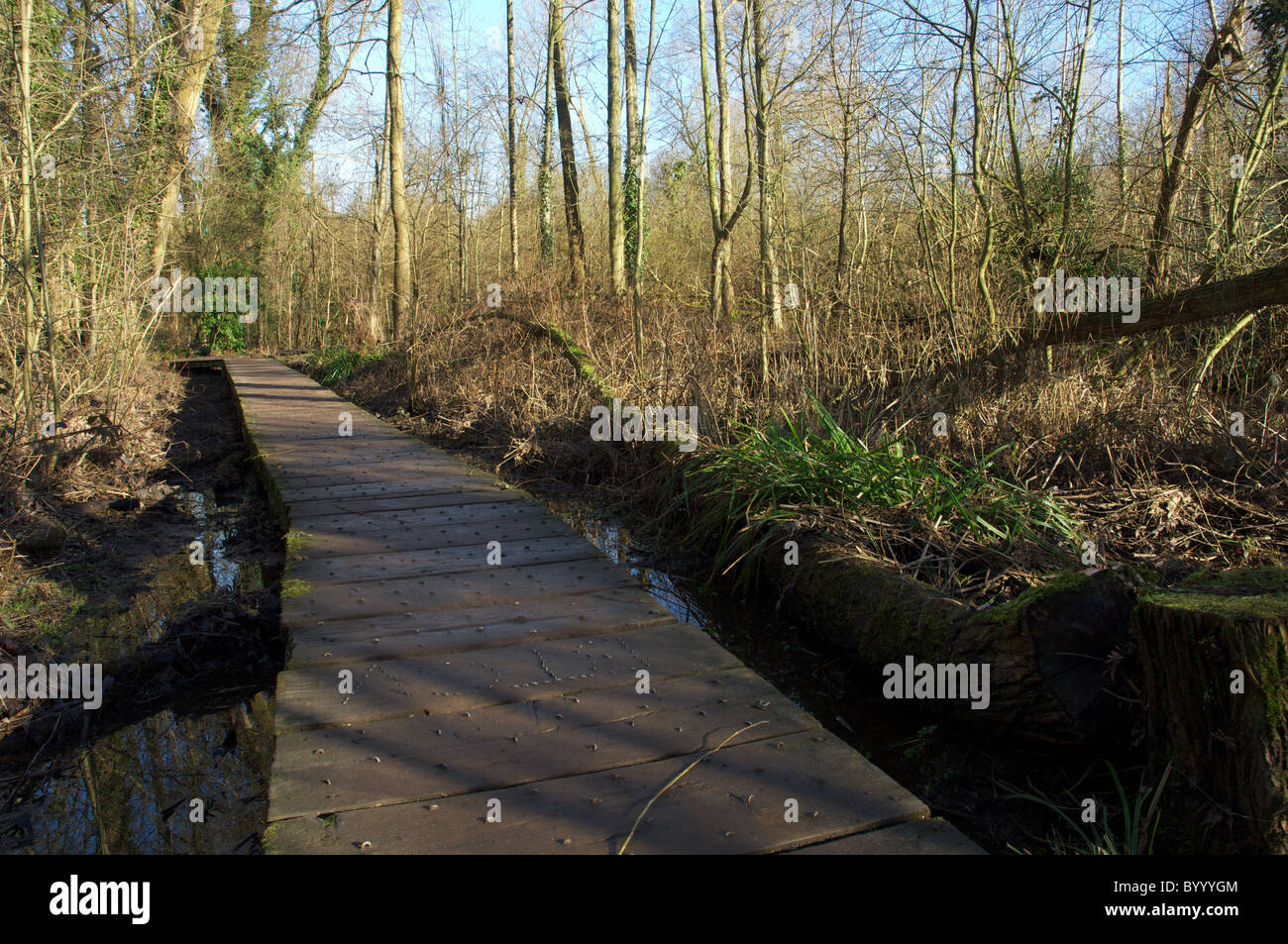 wooden footpath through stenner woods in didsbury, south manchester Stock Photo