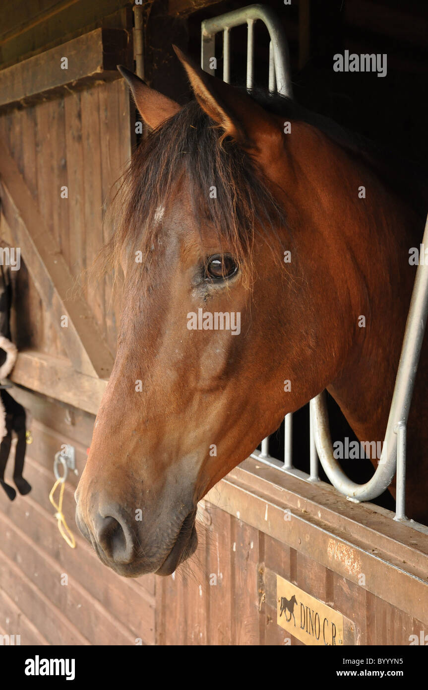Horse Stables High Resolution Stock Photography And Images Alamy
