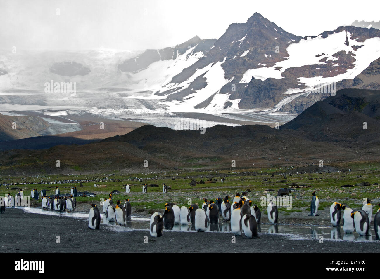 Colony Of King Penguins (aptenodytes Patagonicus) At St Andrews Bay ...