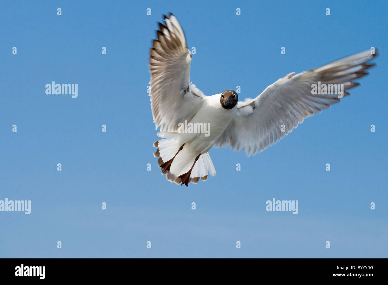 common black-headed gull Larus ridibundus sea bird Stock Photo