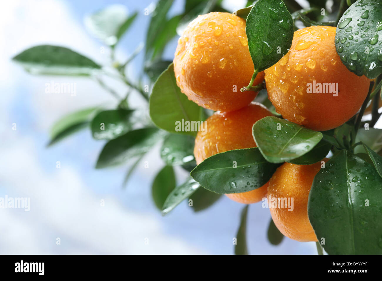 Ripe tangerines on a tree branch. Blue sky on the background. Stock Photo
